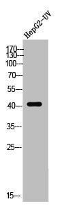 DUSP6 Antibody