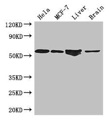 ETS2 Antibody