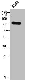 DVL2 Antibody