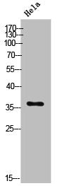 E2F5 Antibody