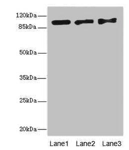 EXO1 Antibody