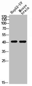 Phospho-S1PR1 (T236) Antibody