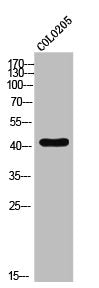 S1PR1 Antibody
