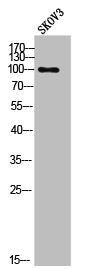 Phospho-EEF2 (T56) Antibody