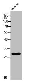 Phospho-EFNB1 (Y317) Antibody
