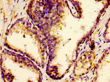 F12 Antibody