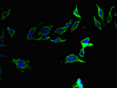 F2 Antibody