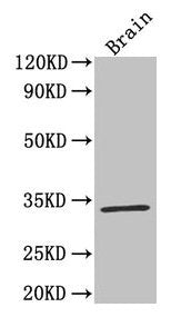 F3 Antibody