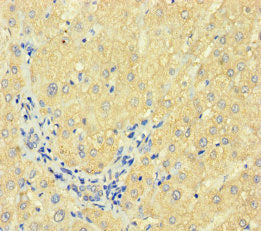F7 Antibody