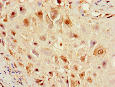 F8 Antibody