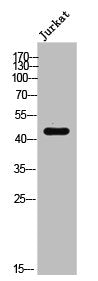 Phospho-EFNB1/EFNB2/EFNB3 (Y324) Antibody