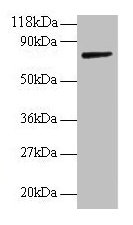 ANXA6 Antibody