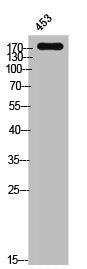 Phospho-EGFR (Y1172) Antibody
