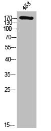 Phospho-EGFR (Y869) Antibody