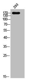 Phospho-EGFR (Y1069) Antibody