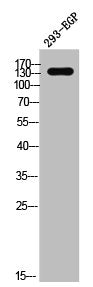 Phospho-EGFR (S695) Antibody