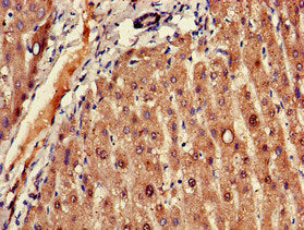 FADS1 Antibody