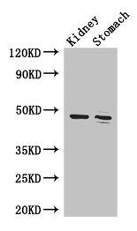 FAH Antibody