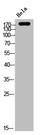 Phospho-EGFR (Y1016) Antibody