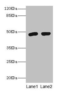 Fcmr Antibody