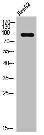 Phospho-AHR/AHRR (S36) Antibody