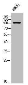 EPHA2 Antibody