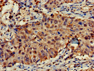 FAM107A Antibody
