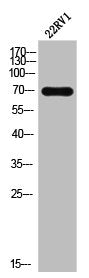 ELF4 Antibody