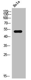 ELK1 Antibody