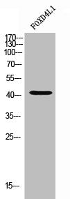 FOXD4L1 Antibody
