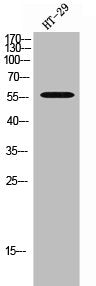 APLF Antibody