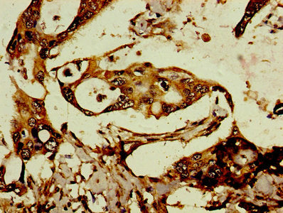 RTL8C Antibody