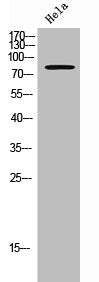 CTTN Antibody