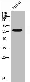 Phospho-EPB41 (Y660) Antibody