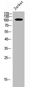 Phospho-EPHA4 (Y596) Antibody