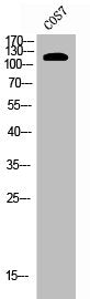 EPHB1 Antibody