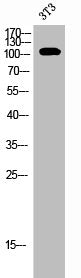 EPHB1/EPHB2/EPHB3/EPHB4 Antibody