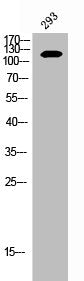 EPHB2 Antibody