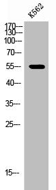Phospho-EPOR (Y368) Antibody