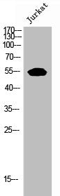 EPOR Antibody