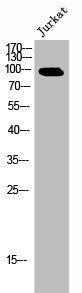 Phospho-EPS15 (Y849) Antibody