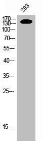 Phospho-ERBB2 (Y1248) Antibody