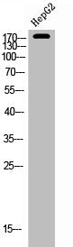 ERBB2 Antibody