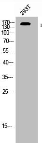 Phospho-ERBB3 (Y1197) Antibody