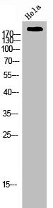 Phospho-ERBB3 (Y1289) Antibody
