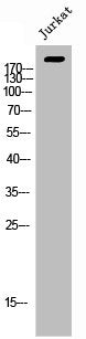 ERBB3 Antibody