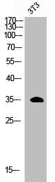 ERCC1 Antibody