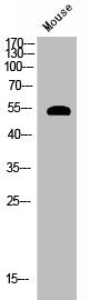 Phospho-AKT1 (S124) Antibody
