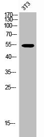 AKT1/AKT3 Antibody