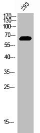 Phospho-ESR1 (Y537) Antibody